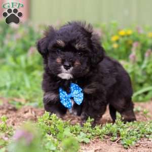 Trevor, Mini Aussiedoodle Puppy